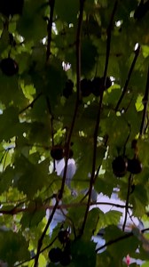 Fresh from Real Florida! 🍇 #grapes #florida #love #food #freshfruit | Corey Benedict