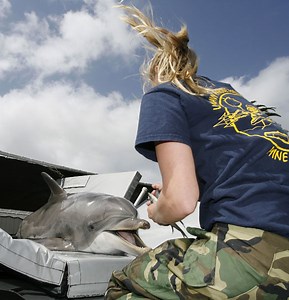 Navy shows off terror-fighting dolphins