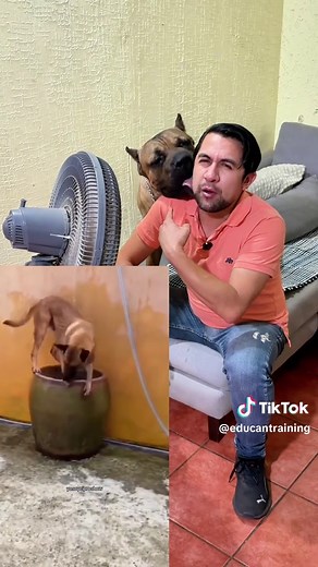 ¿Cómo saber si tu perro está deshidratado y como salvarlo con un suero casero? 🥵🌡️ #perros #educacioncanina #entrenamientocanino #canecorso