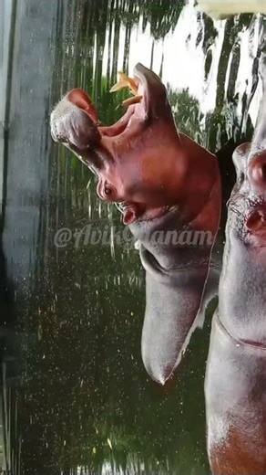 Hippo making real sounds in the wild!🦛🔥Nature is amazing!#hippo #shorts #viral #shortvideo #wildlife