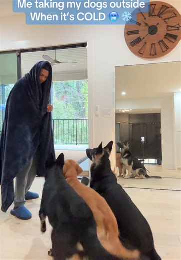 NOW IS NOT THE TIME TO BE SMELLING EVERYTHING ON THE GROUND 🤬 @DaVinchiPack #dogsoftiktok #fyp