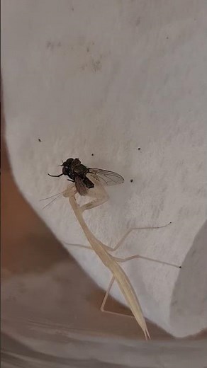 2025 08 29 Frank Lvl 5 Eating A Fly