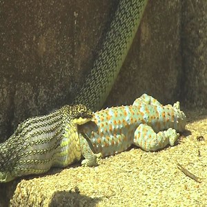 The snake easily ate the poor gecko | Fans Primitive