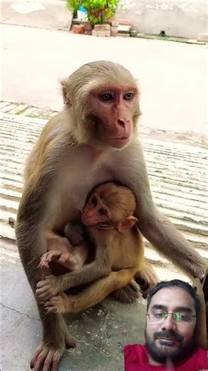 Female monkey voice short #shortfeed #monkeyvideo #babymonkey #aww #monkey #monkeylove #monkeyvoice