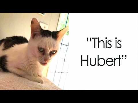 Cat Owners Share Times Their Furry Friends Looked Like Goblins