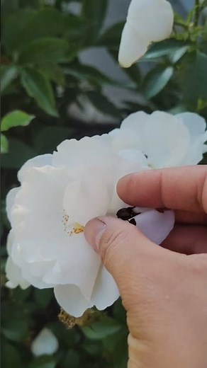 3 Tips to Keep Bugs Out of Your Backyard