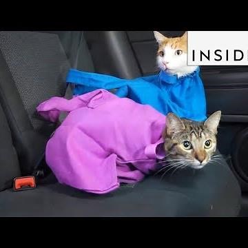 Carry Your Cat in a Bag