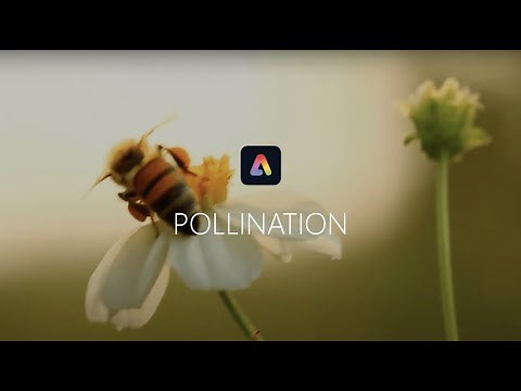 Pollination - Adobe Express Lesson Plan