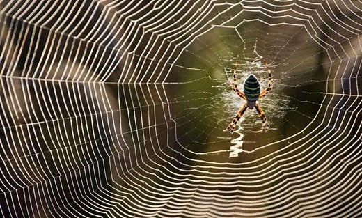 How spider webs use electricity to catch prey