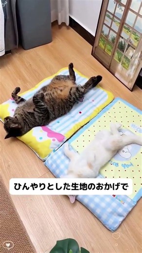 収納が便利で折りたたみ可能な猫用ベッド#ペット用品 #犬のいる暮らし #犬用品 #猫のいる暮らし #猫のいる生活