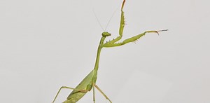 Insect aerobatics: how mantises control spin for targeted jumps