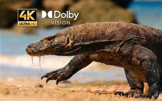 【杜比视界】激发你设备的极限画质，影视飓风2023-2024免费样片