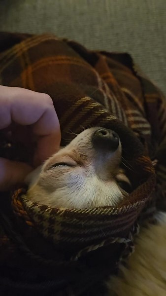 it's really cold outside and milo is a little chilly 😐 #dog #winter #cold #teacupchihuahua🐾