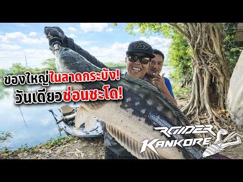 ช่อนดุชะโดเถื่อนคลองลาดกระบัง เจอเจ้าถิ่นสายหน้าดินชี้เป้าตรงนี้ชะโดดุมาก ยิ่งดึกยิ่งเยอะ