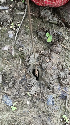 How do you put an eel fishing hook in a hole?