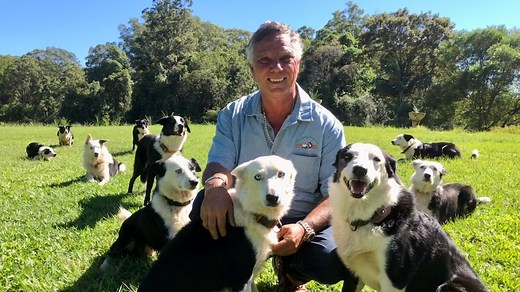Sheep herding for city dogs 'saving' bored and badly behaved working dogs in suburbia