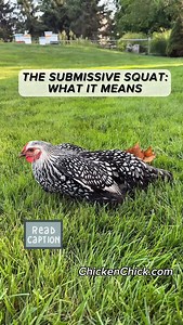 6.3K reactions · 5 comments | Waiting for that first egg? Watch for...