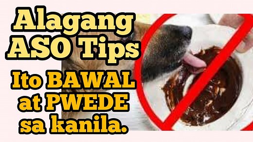 930K views · 31K reactions | Tamang Pag-alaga ng ASO (Dog Lovers) Para Malusog ang Aso. Iwas Sakit. 1. Ano ang bawal kainin ng aso? 2. Tamang pagpaligo ng aso? 3. May vitamins ba sa aso? Payo ni Doc Willie at Dr Andrew Buencamino Veterinary Medicine Former Director, Manila Zoo | Doc Willie Ong | Facebook