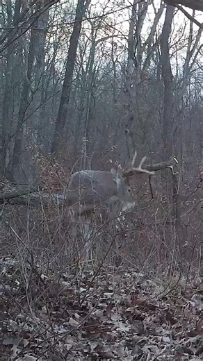 Here's how antlers start regrowing after a buck sheds last year's set. #AntlerGrowth #Whitetail