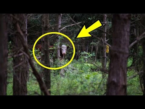 Farmer Finds His Missing Cow After 8 Months - He Calls The Police When He Looks Down