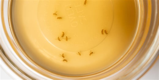 Experts Reveal How to Get Rid of Fruit Flies Once and for All