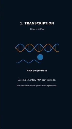 How DNA Becomes Protein? 🧬 #youtubeshorts #biology #online #online #biolume #lecture