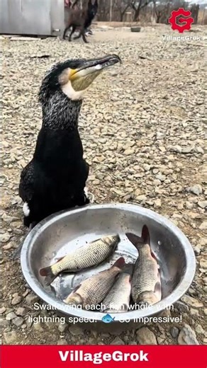 Cormorant's Fish Feast: Watch This Bird Devour a Bowl of Fish!