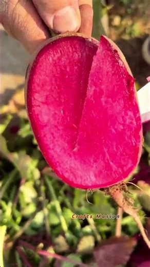 Chair Magenta Éclatante : La Beauté des Radis Pastèques