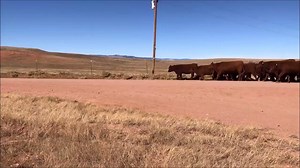 For Sale - 120 - Fancy, Home Raised, Red Angus Bred Heifers - Wyoming - For more information click on the following link - http://www.ranchworldads.com/classified.php?listing=82610 | Ranch World Ads