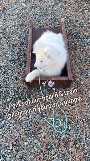Does your dog need training around cats? We can help you with that 😆 #dogsandcats #oregondogtrainer #southernoregondogtrainer #puppies #boardandtrainprogram #boardandtrain | Companion Canine Dog Training