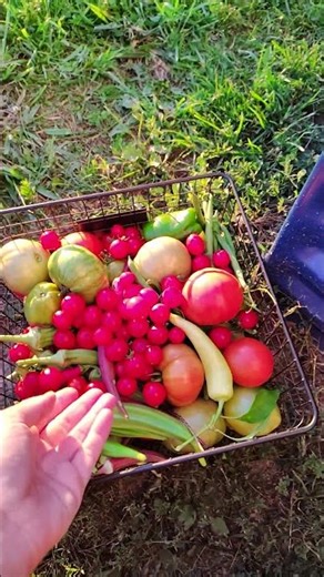 Sunday Evening Harvest