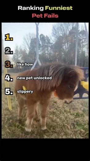 Ranking Funniest Pet Fails