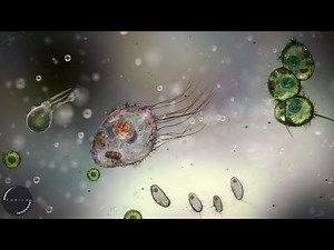 Casually Streaming Thrive Gameplay