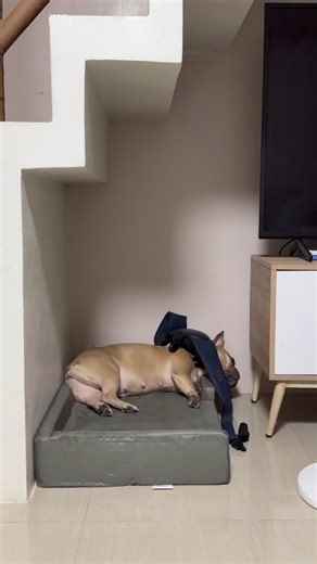 Best Day Ever with French Bulldogs!