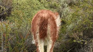 Close up on a back of a wild guanaco eating bushes and fruits in South America in Patagonia, fur moving with the wind. High quality FullHD footage