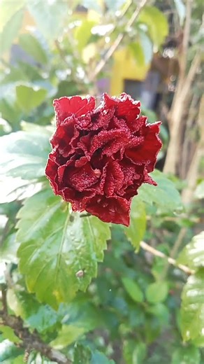 different types of flowers