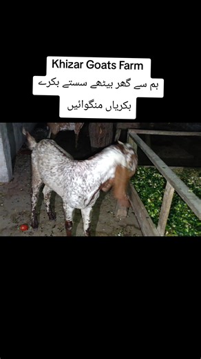 Affordable Goats and Sheep Delivery from Khizar Goats Farm