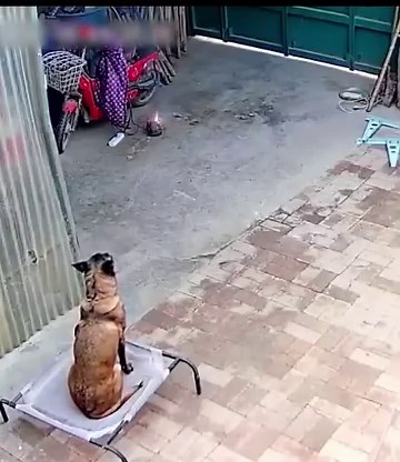 17M views · 565K reactions | A charging scooter battery suddenly starts sparking while the owner is not at home. In an unbelievable moment, a smart dog manages to unplug the charger from an outlet and save the house! What a hero dog!  #Animals #Dogs | Animalistic | Facebook
