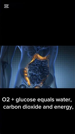 how does our body use complex sugars