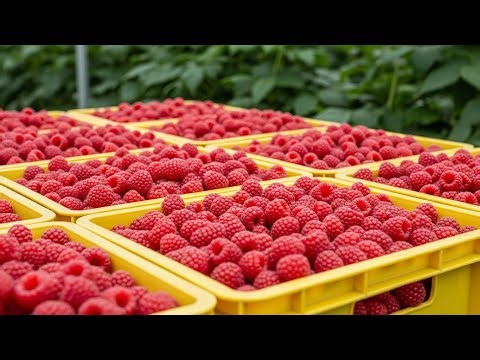 374 Million Pounds of Raspberries Are Harvested by American Farmers This Way | Farming Documentary