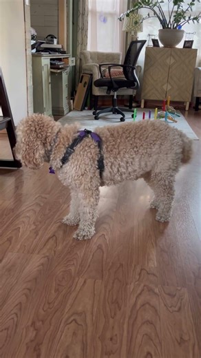 Mini golden doodle stealing blue ring toss - part 1