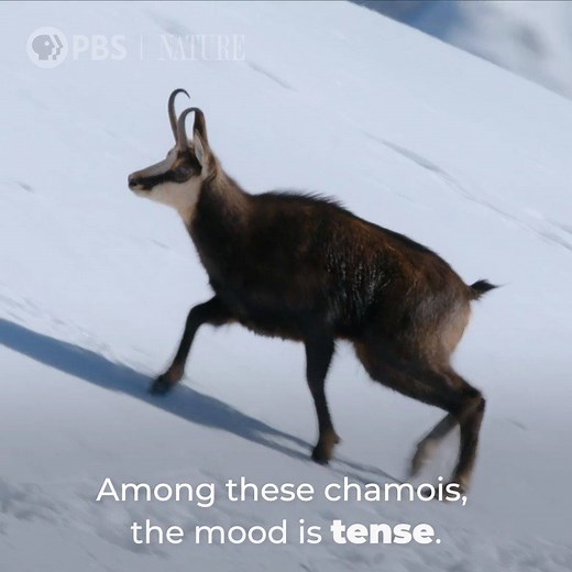 3.9M views · 8.3K reactions | EDIT: "The Alps" Part 2 will be pre-empted by PBS NewsHour's coverage of the Inauguration. "Winter's Fortress" will air next Wednesday, January 27 at 8pm on PBS. (You can still stream the full episode Wednesday, January 20 at 8pm on pbs.org/nature and the PBS Video app!) | Nature | PBS | Facebook