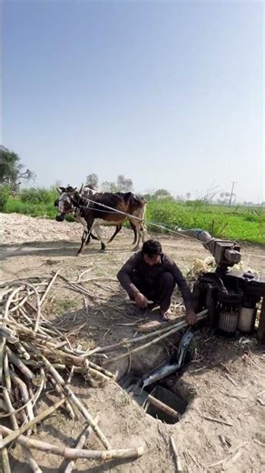 Jaggery making old machine with high Speed two bulls