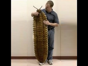 【都市伝説】　キモさ爆発！　巨大な虫たち