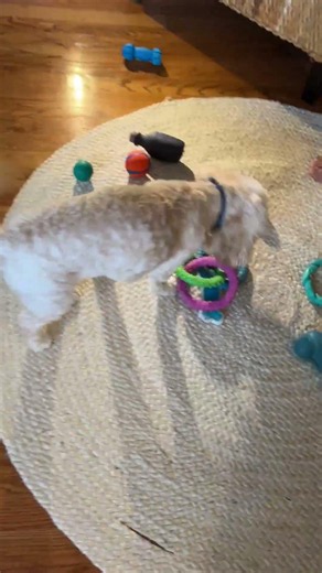 Dropping all of my dog's toys to see his reaction!!!