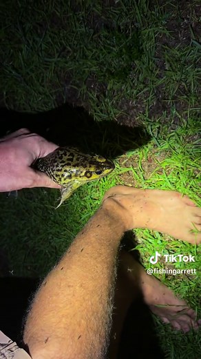 Yoinking pythons in the Everglades! #animals#wildlife#snake#cat#florida