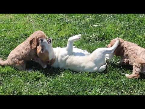 Cockapoo Puppies For Sale