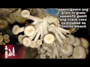 How to make mushroom spawn f2/ grain to grain using crack corn and zonrox bleach
