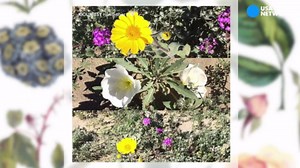 See the wildflower 'super bloom' before it wilts away