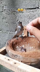 4.9M views · 32K reactions | Jatuh..mau ngeloloh anak mlh terjatuh.. #kicaumania #breeding #burung #trucuk | Azzam Petualang | Facebook